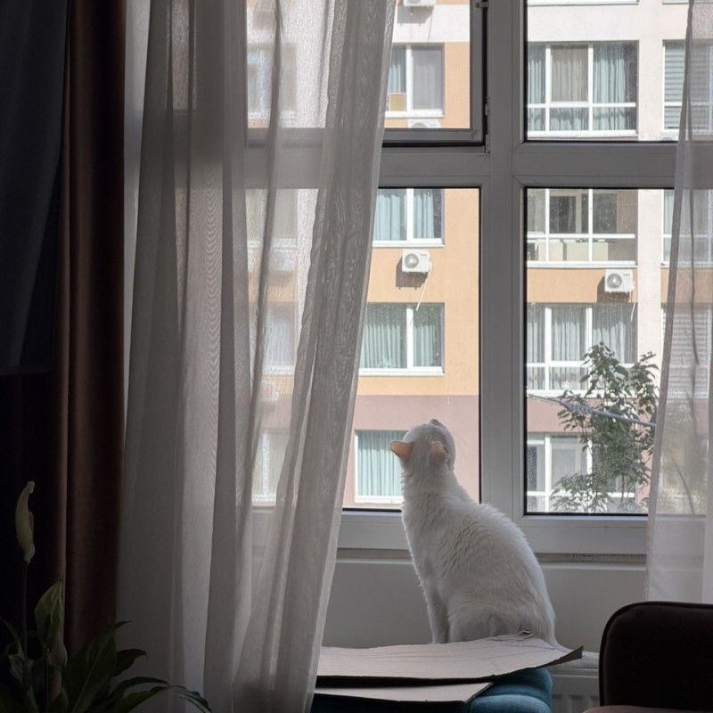 Сітка з нержавіючої сталі від комах та випадіння домашніх тварин – полотно на відріз або рулоном